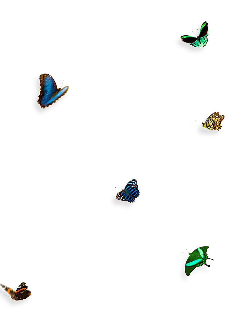 Painel-de-parede-borboleta-multicolorido-fundo-branco