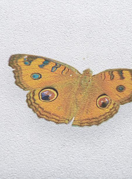 Painel de parede borboleta multicolorido fundo branco