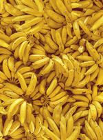 Papel-de-parede-cachos-de-banana