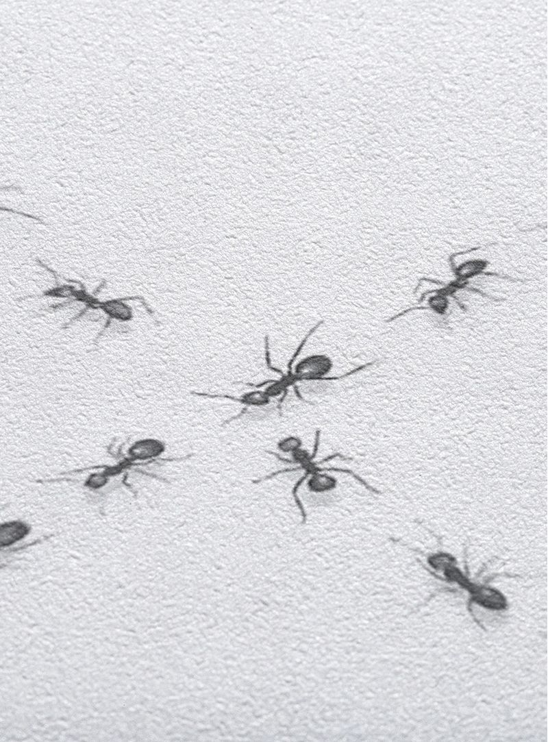 Papel-de-parede-formigas-xadrez-branco-e-preto