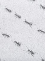 Papel-de-parede-formigas-listra-branco-e-preto