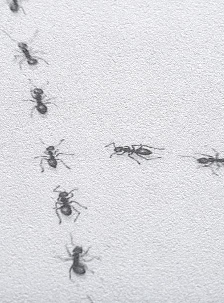 Papel de parede formigas losango branco e preto