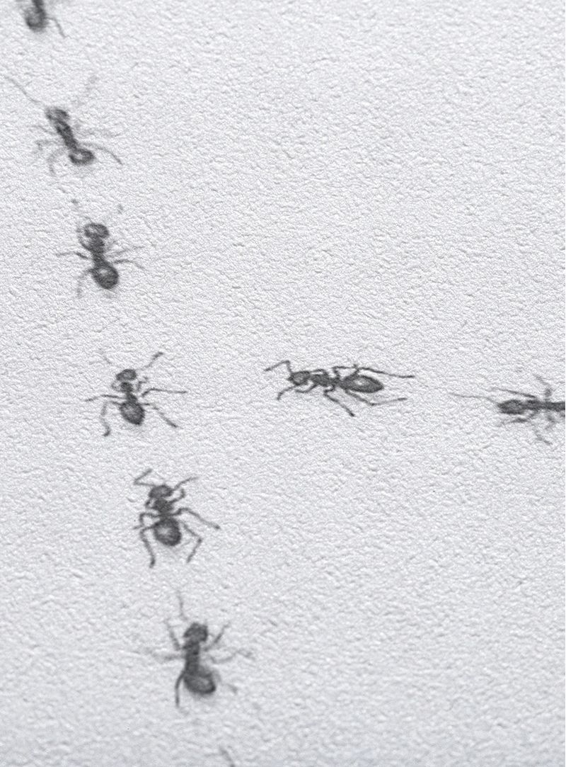 Papel-de-parede-formigas-losango-branco-e-preto