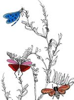 Papel-de-parede-insetos-e-folhas-fundo-branco
