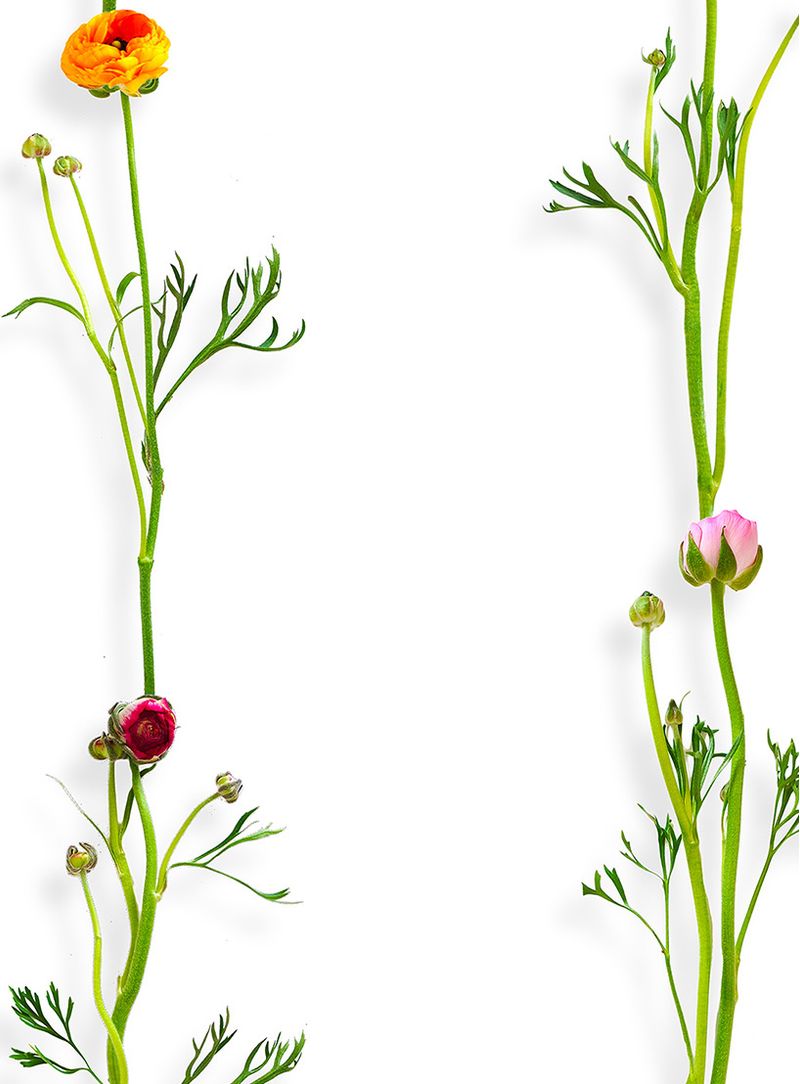 Papel-de-parede-ranunculus-listra-branco