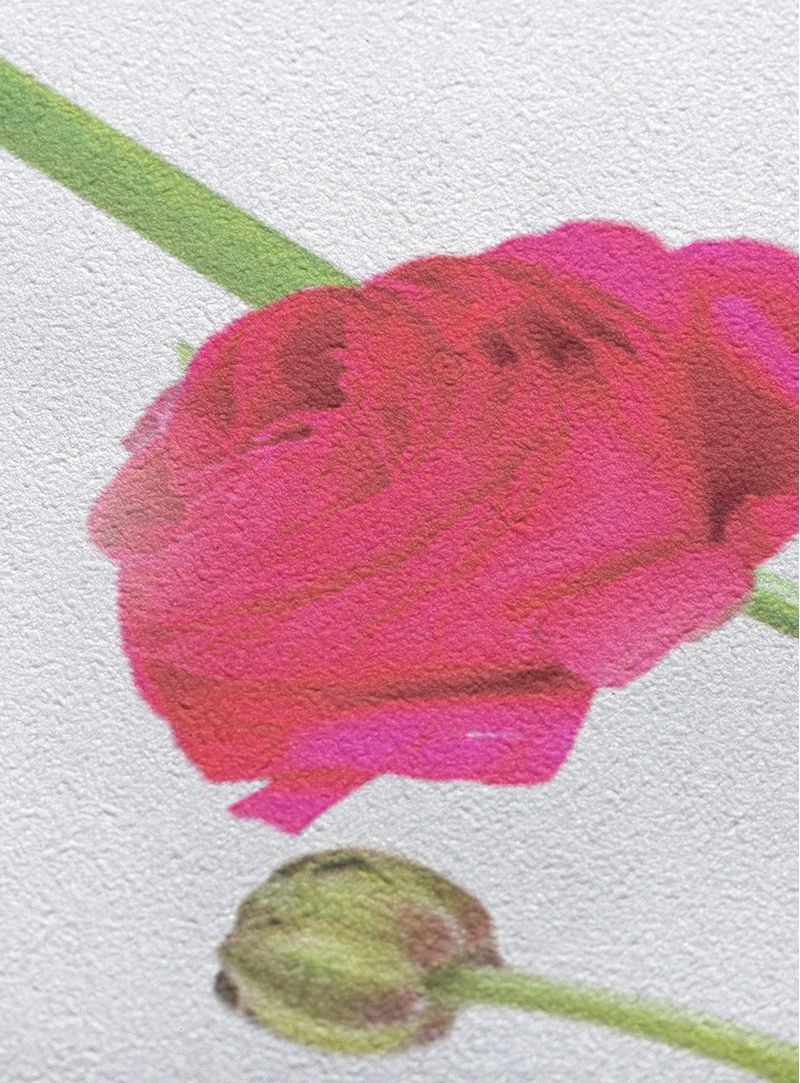Papel-de-parede-ranunculus-listra-branco