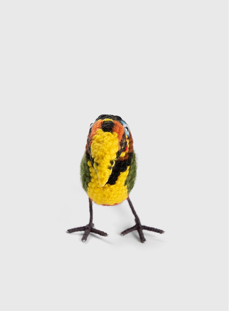 Passaro-Tucano-Aracari-castanho