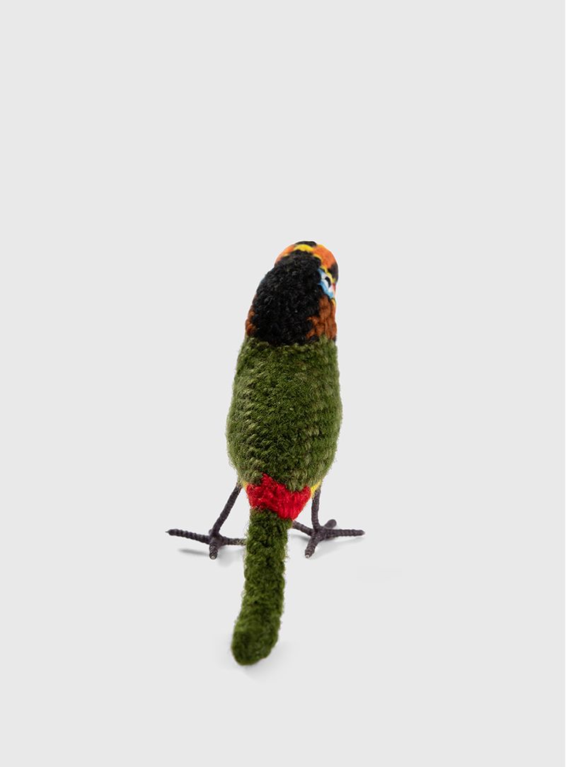 Pássaro Tucano Araçari castanho